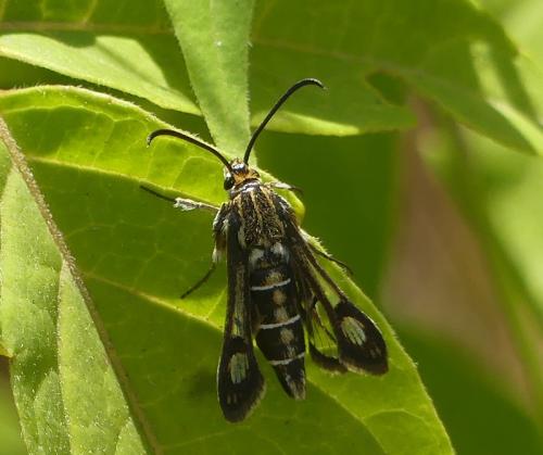 Chamaesphecia bibioniformis